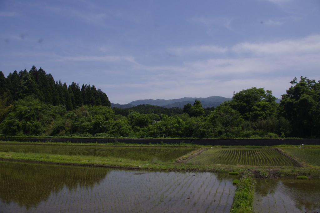 裏の景色