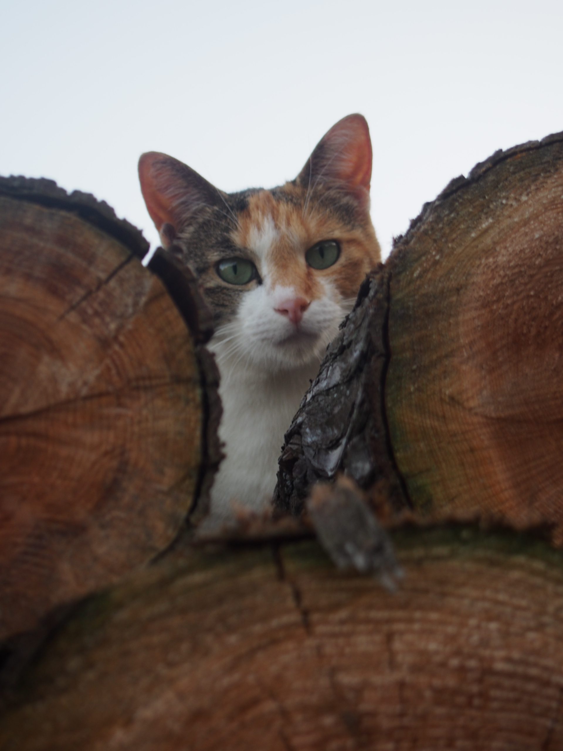 薪の間からこちらを見る猫の画像