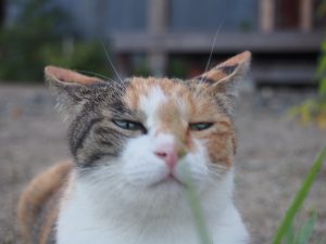 猫のチャコちゃん画像